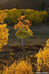 Green Yellow Red Aspen 100622 1310