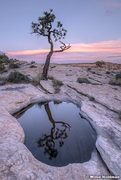 Lone Tree Reflection 060419 2414 2