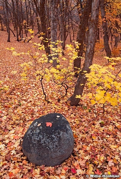 Maplerock102410 6767