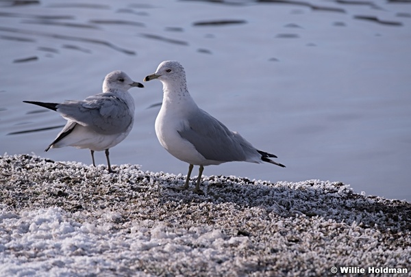Seagulls Frsoty Shore 022118 3086