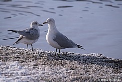 Seagulls Frsoty Shore 022118 3086