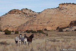 SanRafaelhorses102810 8096