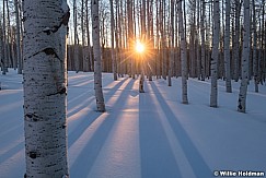 Last Light Aspen Trunks 020322 5211