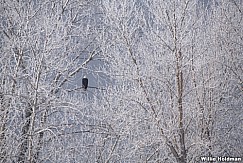 Frosty Trees Eagle 123020 7262 3