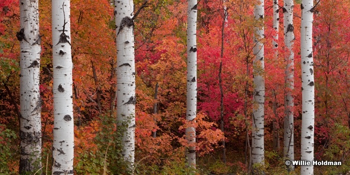 White Aspen Trunks 092012