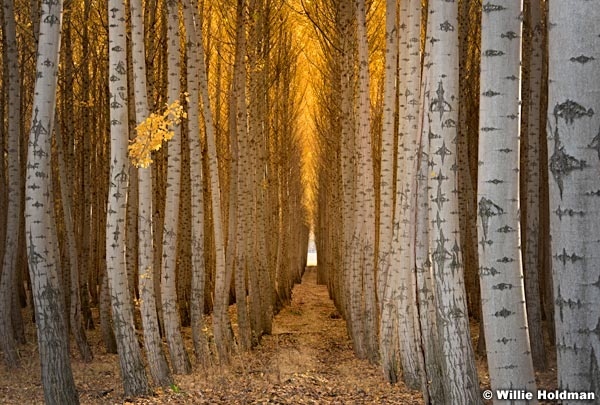 Rows of Poplar Trees 102616 7182