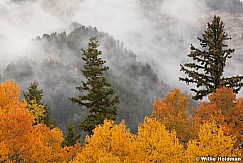 Yellow Aspens Clouds 092512 251