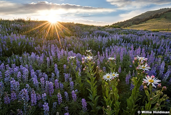 Lupine Daisies Sunburst 072616 3