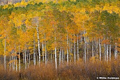 Orange green aspens100411 213