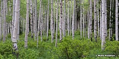 Spring Green Apsens Pano 061514