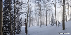 Misty Winter Aspens 010117