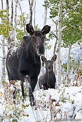 Cow Moose Calf 100611 2287