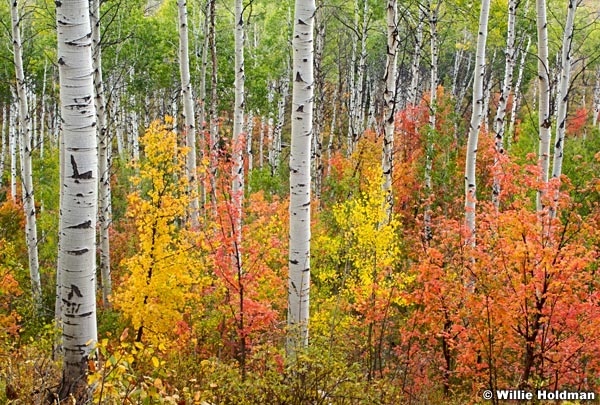 aspen092507 1021