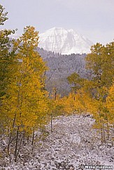 yellow Green Aspens 100413 7729