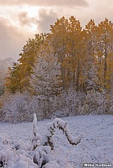 Autumn Aspen Snow 092316