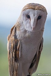 Barn Owl 083121 2368