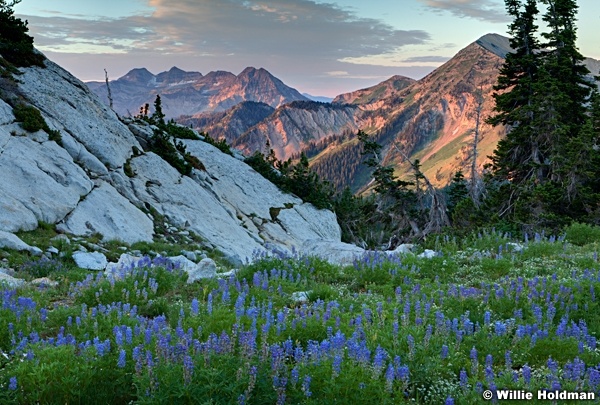 Timpanogos Lupine 072312