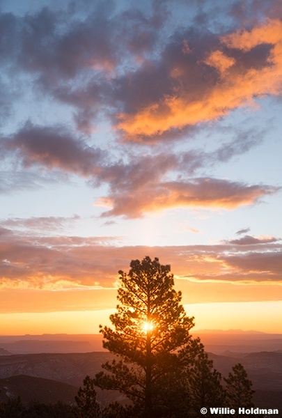 Sunrise between ponderosa pine, Boulder Mountain, Utah