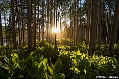 Skunk Cabbage Aspens 061715 3089