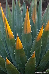 Agave 091312 38