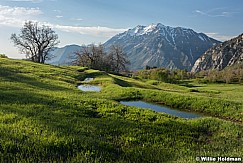 Timpanogos Cascade Meadows 053017 1919