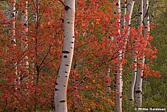 Autumn Maple 090314 4787