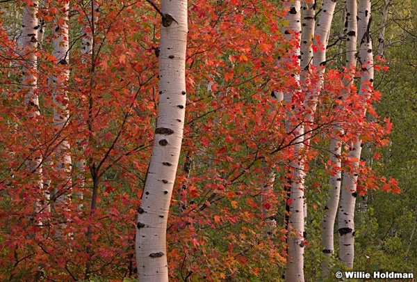 Autumn Maple 090314 4787