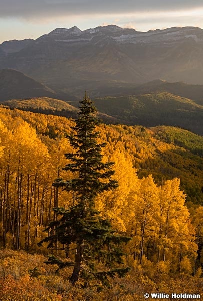 Golden Aspens Lone Pine 092921 6141