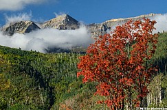 Timp Red Tree 091926 7198