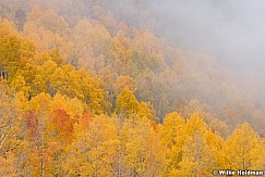 Golden Aspens Fog 092921 5479