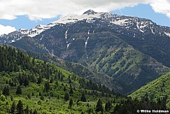 springtimp0612080004