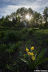 Glacier Lillies Lake Creek 061617 5714