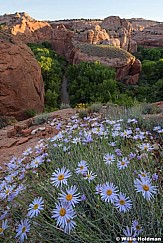 Escalante River Flowers 060316 9766