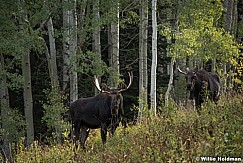 Two Bull Moose 091717 0149