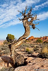 loneJunipertreer042811 126