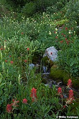 Spring Wildflowers 071513 6176