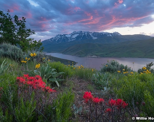 Yellow Deer Creek DaisiesF 052025 8572