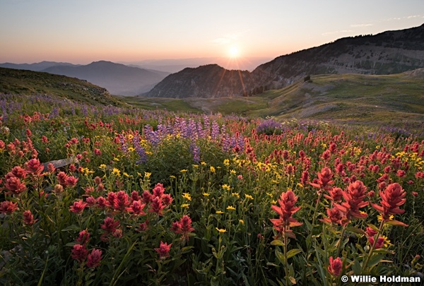 Timpanogos Sunrise Wildflowers 080216 2 2