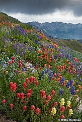Wildflowers Light Storm Merge 072720 2