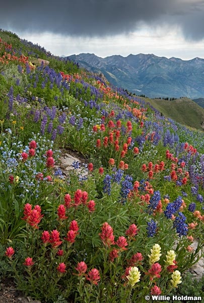 Wildflowers Light Storm Merge 072720 2