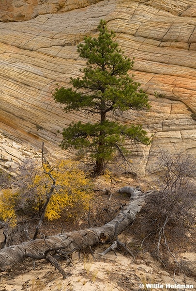 Ponderosa Pine Sandstone 102724 4390