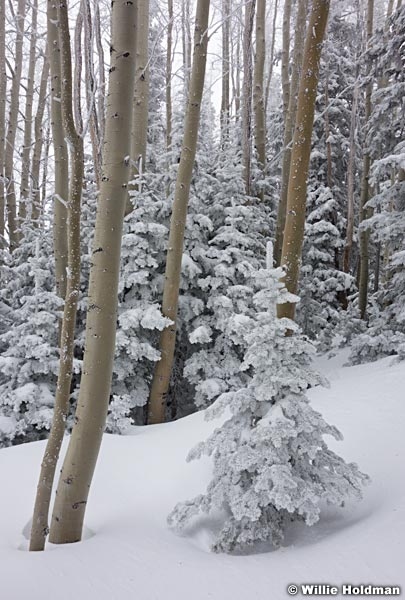 Deer Valley Frost 030813 00840