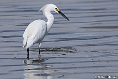 Egret Fish Utah Lake 042320 8577