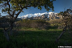 Timpanogos spring greens 052017 0149 2