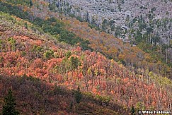 Autumnpalette100609 216