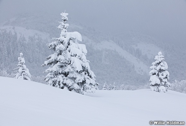 Lone Winter Pine 111212 136