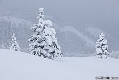 Lone Winter Pine 111212 136