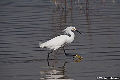 White Egret Utah Lake 042320 8604