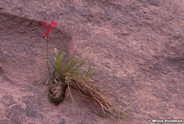 Penstemon in Narrows 102519 1398 1398