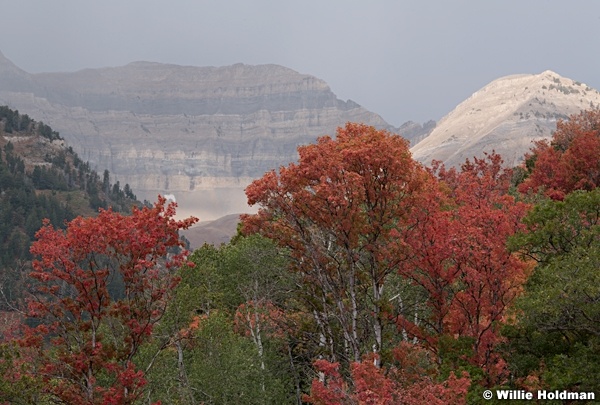 Red Orange Maples Timp 092220 0301 2